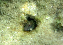 Parablennius intermedius