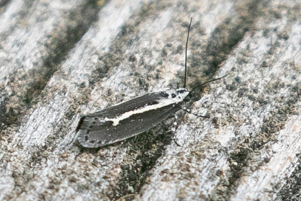 Ethmia albistrigella