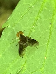 Chrysopilus quadratus