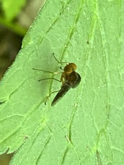 Chrysopilus quadratus