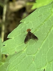 Chrysopilus quadratus