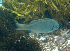Girella elevata