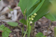 Convallaria keiskei