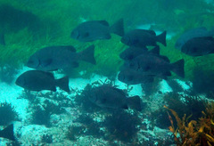 Girella elevata