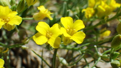 Physaria spatulata