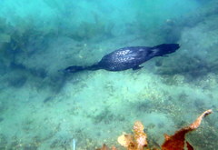 Little Black Cormorant photo 6