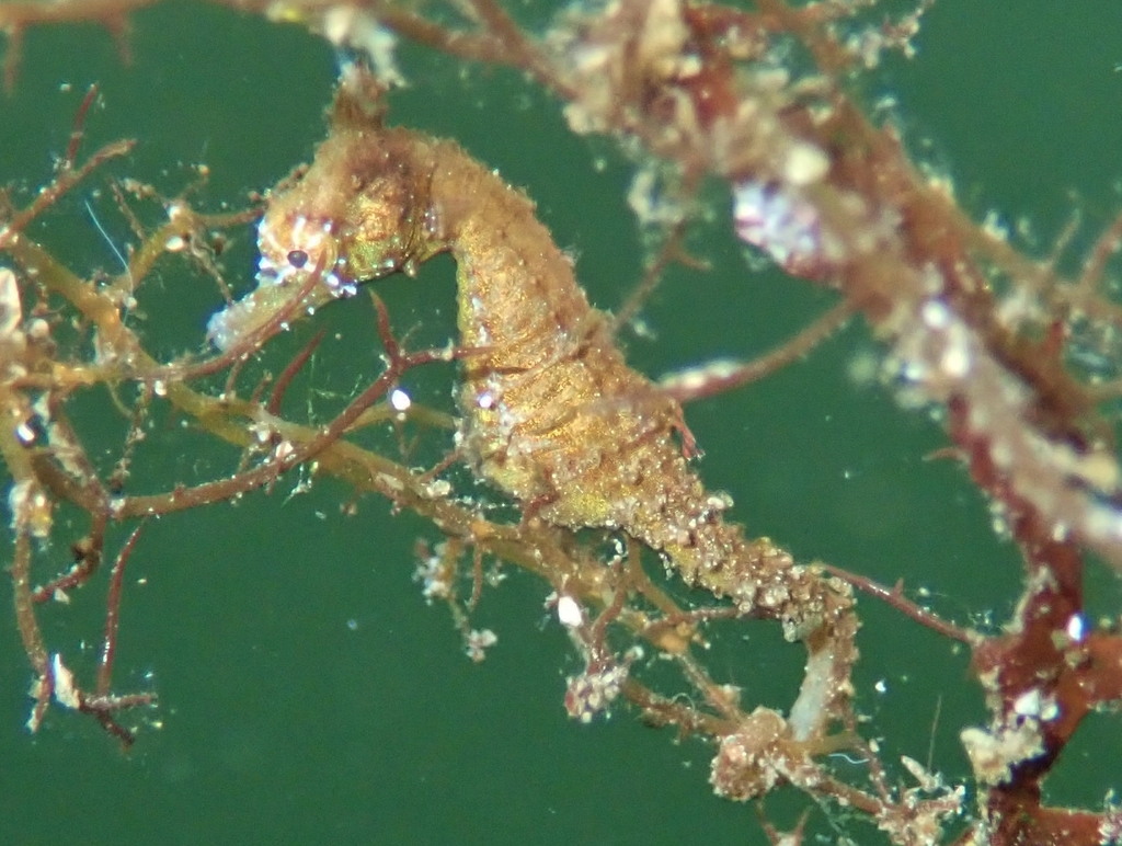 Dwarf Seahorse