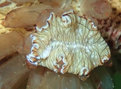 Prostheceraeus crozieri