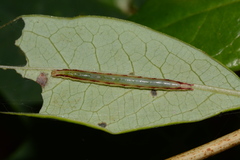 Perispasta caeculalis