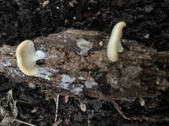 Crepidotus