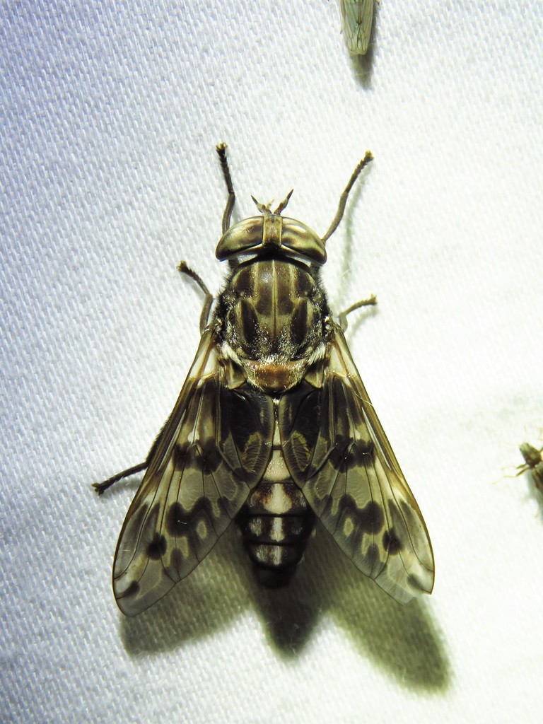 Tabanus venustus