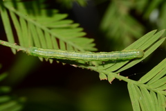 Cutina distincta