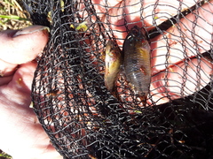 Apistogramma borellii