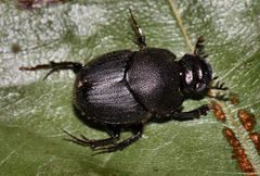Onthophagus