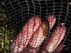 Apistogramma borellii