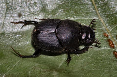 Onthophagus