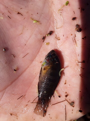 Apistogramma borellii