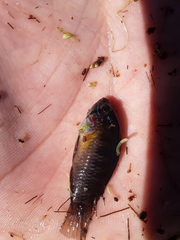 Apistogramma borellii