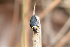 Hemithyrsocera palliata