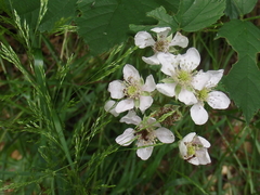 Rubus fruticosus