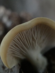 Crepidotus