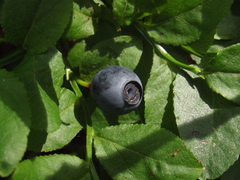 Vaccinium myrtillus