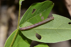 Hemeroplanis scopulepes