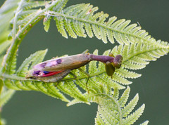 Acontista aurantiaca