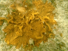 Cliona varians