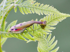 Acontista aurantiaca
