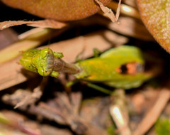 Acontista aurantiaca