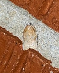 Acleris cervinana
