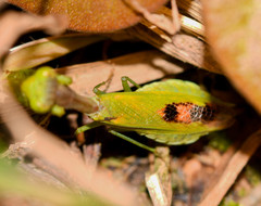 Acontista aurantiaca