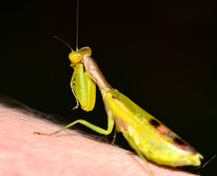 Acontista aurantiaca