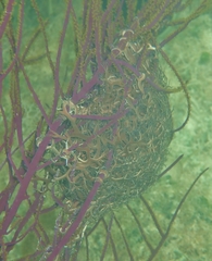 Astrophyton muricatum