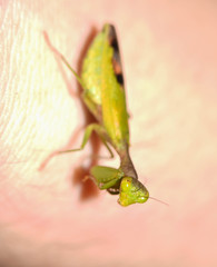 Acontista aurantiaca