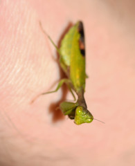 Acontista aurantiaca