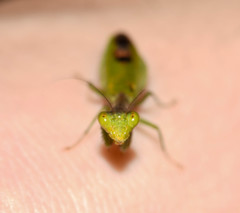 Acontista aurantiaca