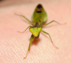 Acontista aurantiaca