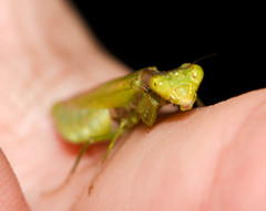 Acontista aurantiaca
