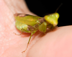 Acontista aurantiaca