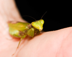 Acontista aurantiaca