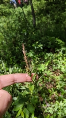 Carex vestita