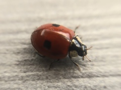 Adalia bipunctata