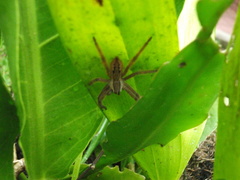 Cupiennius salei