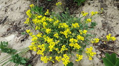 Physaria spatulata