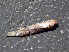 Ameiurus nebulosus