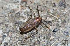 Asiracinae