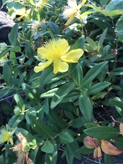 Hypericum calycinum