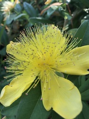 Hypericum calycinum